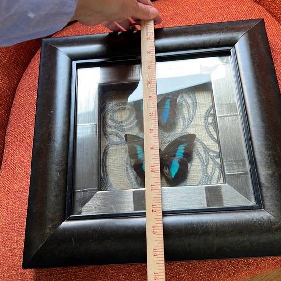 Beautifully & professionally framed Prepona butterfly specimens. - Picture 7 of 7